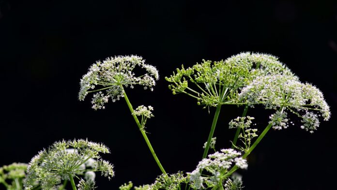 Top 10 chervil import companies in the Netherlands