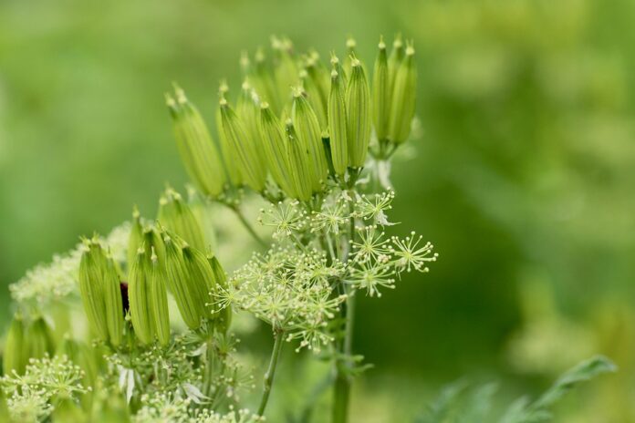 Top 10 chervil producing countries in the world in 2025