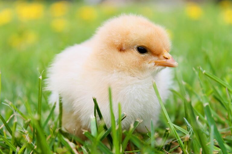 Top 10 chicken food producers in the United Kingdom Top 10 chicken food producers in the United Kingdom