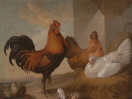 Top 10 chicken producing equipment export companies in India