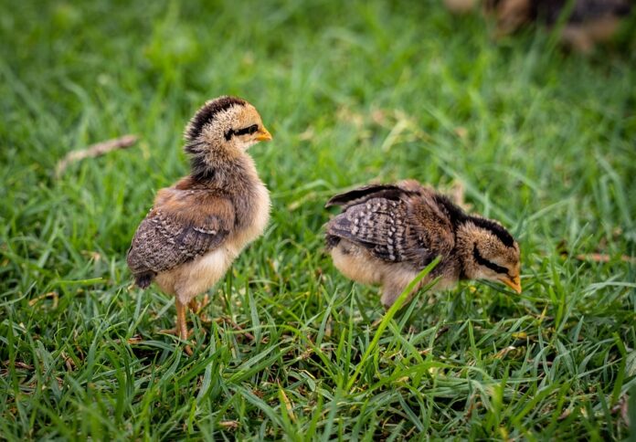 Top 10 chicken producing equipment export companies in Japan