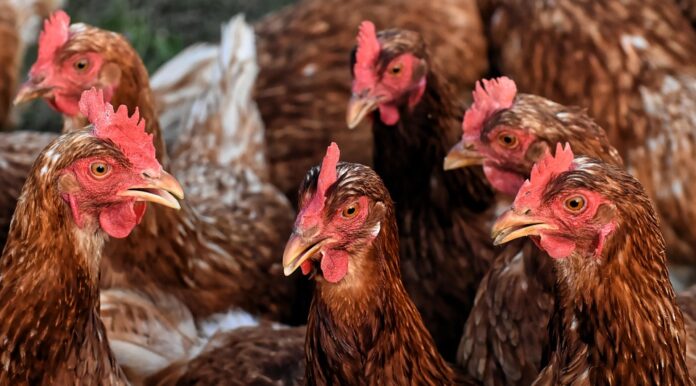 Top 10 chicken producing equipment export companies in Thailand