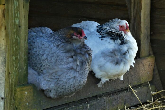 Top 10 chicken producing equipment export companies in United Kingdom