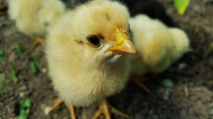 Top 10 chicken producing equipment import companies in France