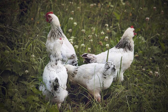 Top 10 chicken producing equipment import companies in Germany