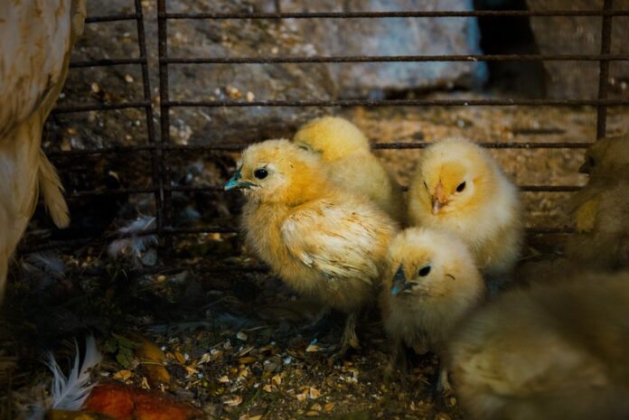 Top 10 chicken producing equipment import companies in Thailand