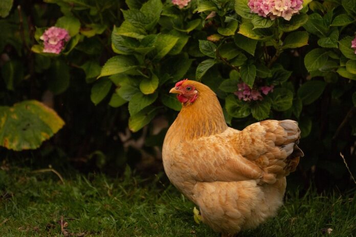 Top 10 chicken producing equipment import companies in United States