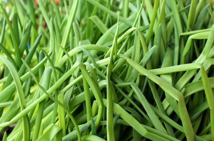 Top 10 chives brands in China