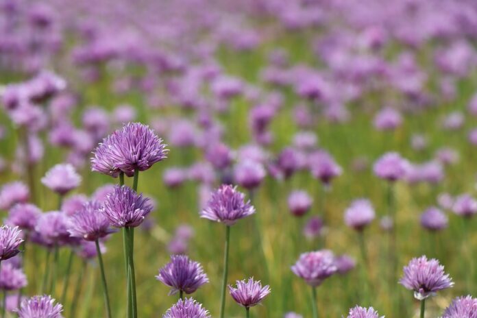 Top 10 chives brands in France