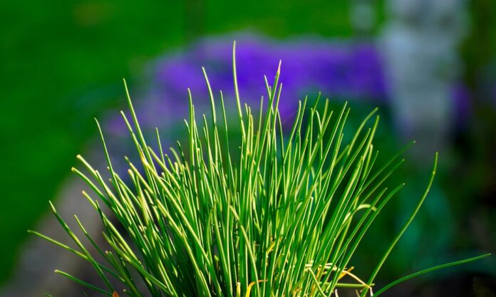Top 10 chives brands in the Netherlands