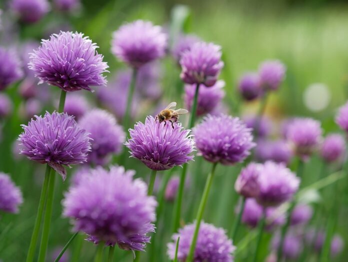 Top 10 chives export companies in Egypt
