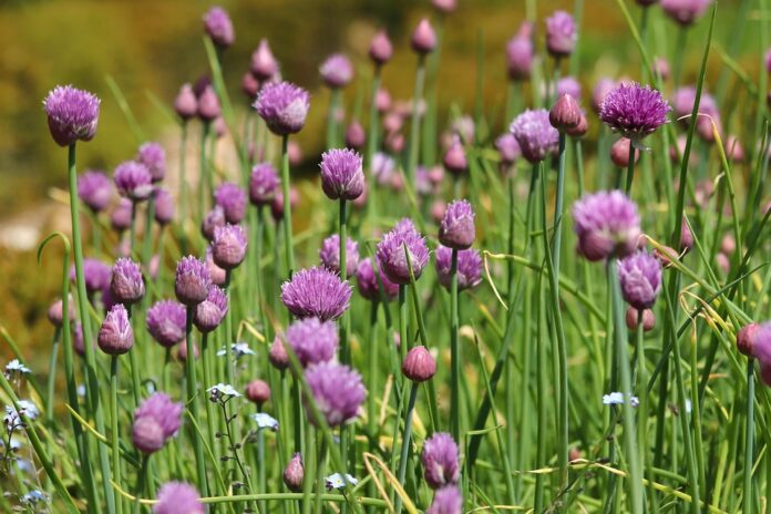 Top 10 chives export companies in Kenya