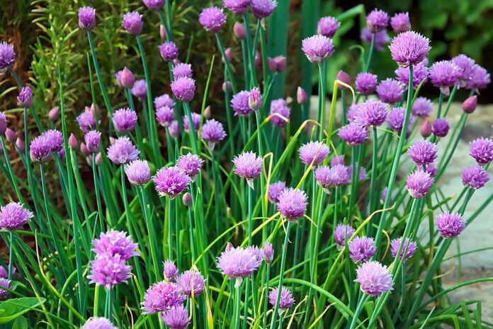 Top 10 chives export companies in Poland