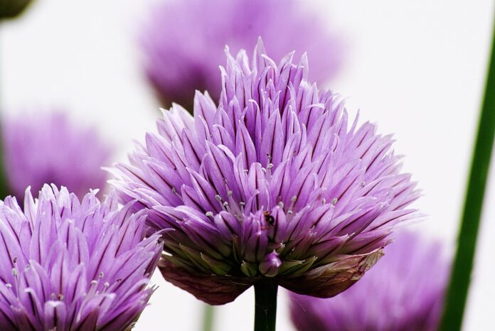 Top 10 chives export companies in South Africa