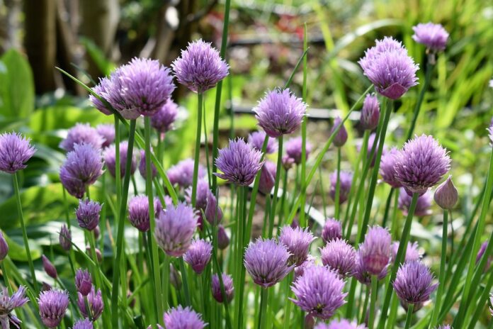 Top 10 chives import companies in France