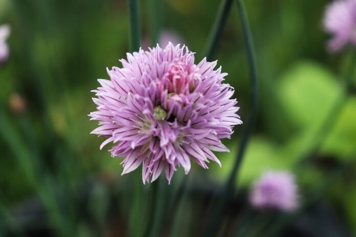 Top 10 chives import companies in Saudi Arabia