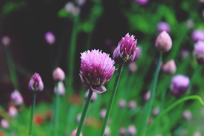 Top 10 chives import companies in the United Kingdom