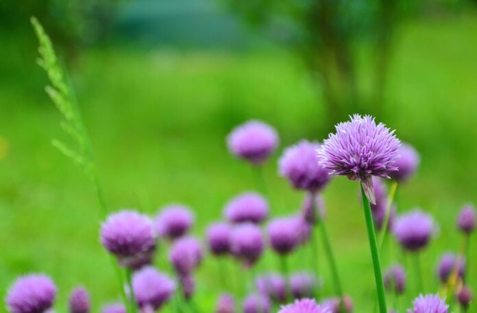 Top 10 chives import companies in the United States