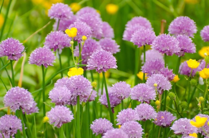 Top 10 chives producing countries in the world in 2025