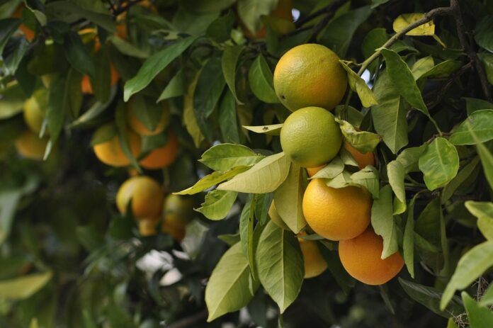 Top 10 clean-label color additives used in plant-based foods