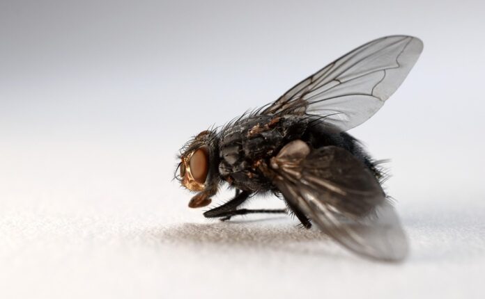 Top 10 clean label insect pasta products globally
