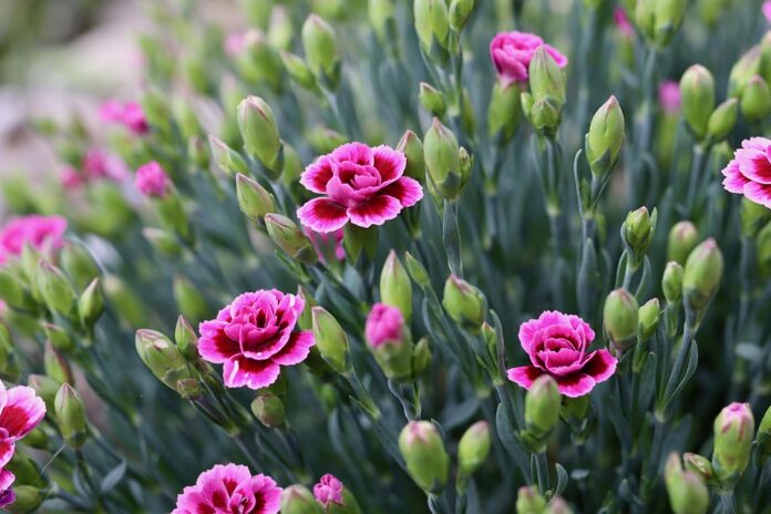 Top 10 clove import companies in Japan