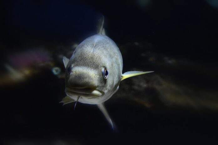 Top 10 cod export companies in Denmark