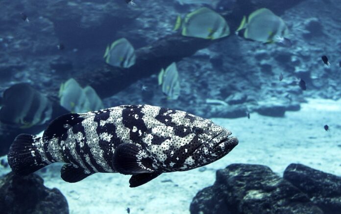 Top 10 cod export companies in the United Kingdom