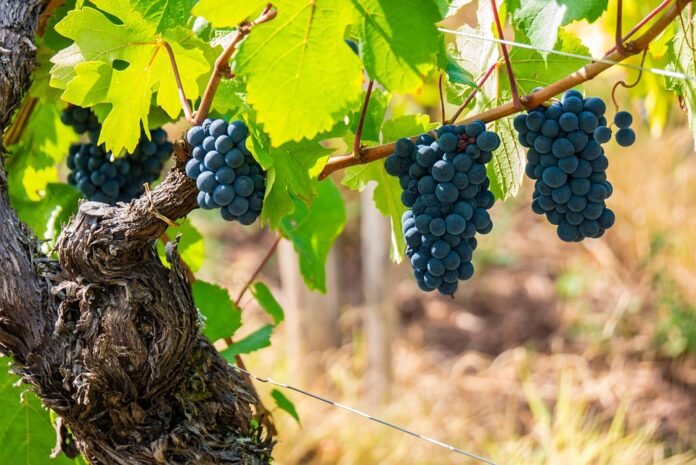 Top 10 cold chain partners for premium pinot noir wines