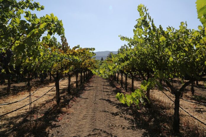 Top 10 contract manufacturing partners for cabernet sauvignon wine
