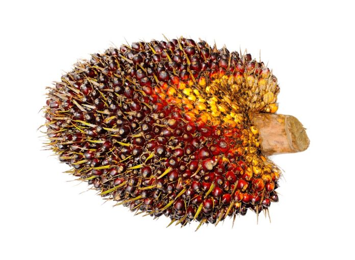 Top 10 cooking oil alternatives exporting countries in 2025