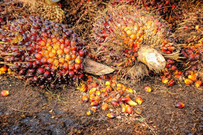 Top 10 cooking oil exporting countries in 2025
