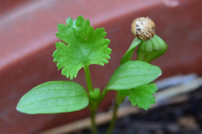 Top 10 coriander cilantro brands in Iran