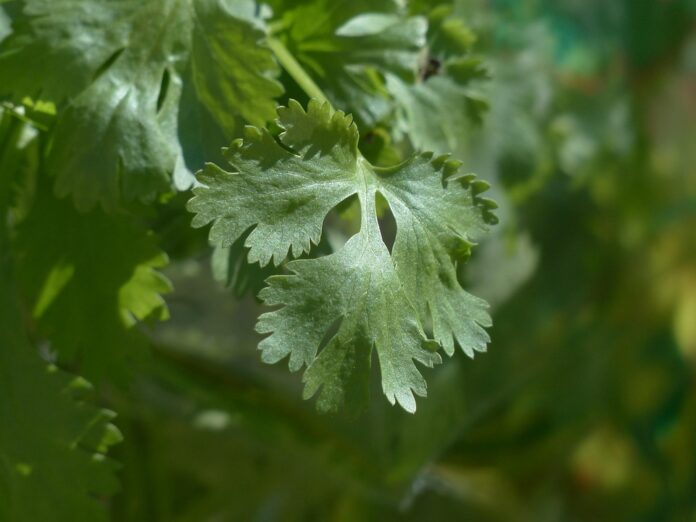 Top 10 coriander cilantro brands in Vietnam