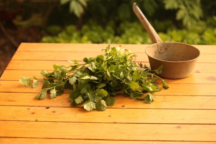 Top 10 coriander cilantro export companies in Egypt
