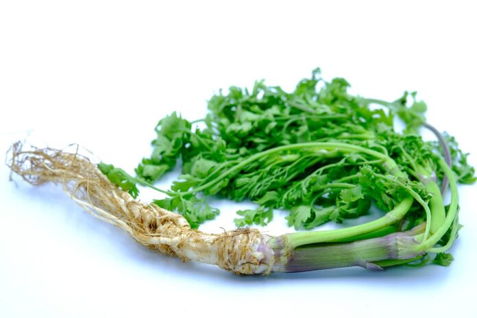 Top 10 coriander cilantro export companies in India