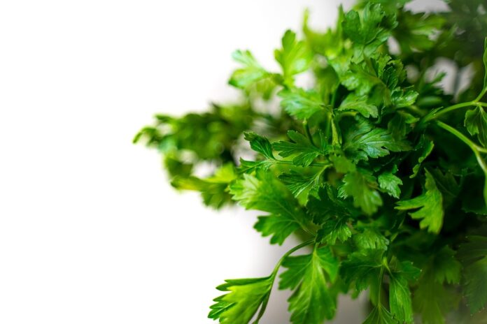Top 10 coriander cilantro export companies in Iran