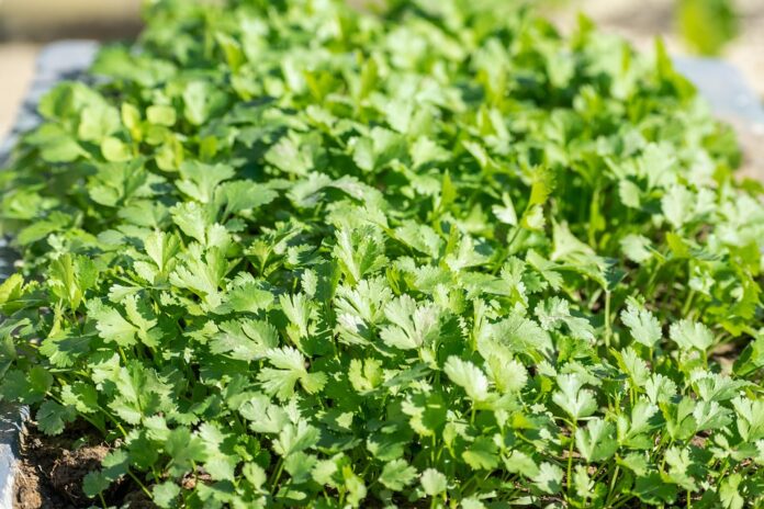 Top 10 coriander cilantro export companies in Mexico