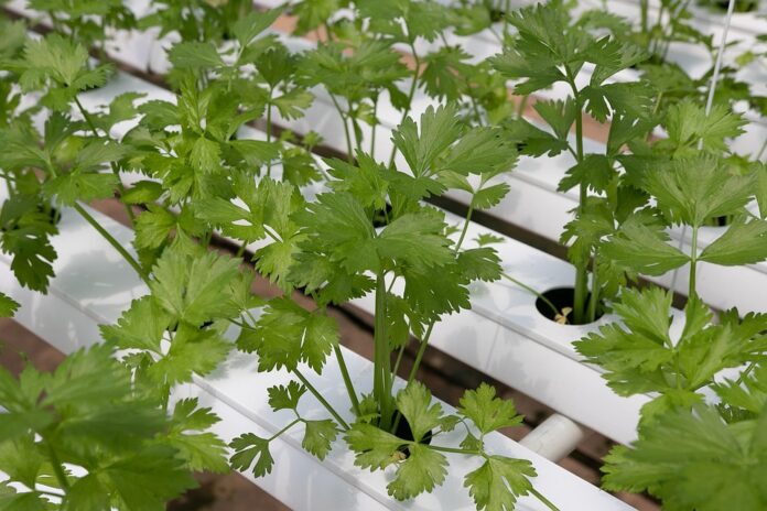 Top 10 coriander cilantro export companies in Morocco
