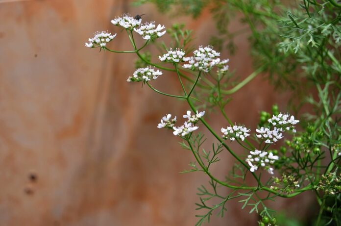 Top 10 coriander cilantro export companies in Thailand
