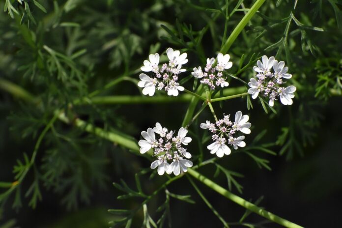 Top 10 coriander cilantro export companies in the United States