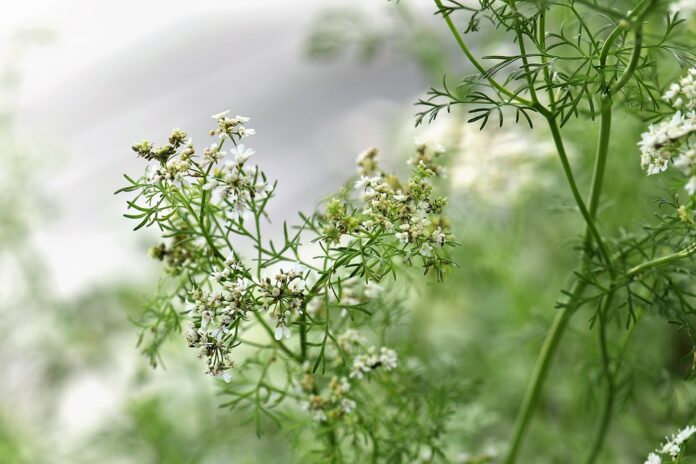 Top 10 coriander cilantro import companies in Canada