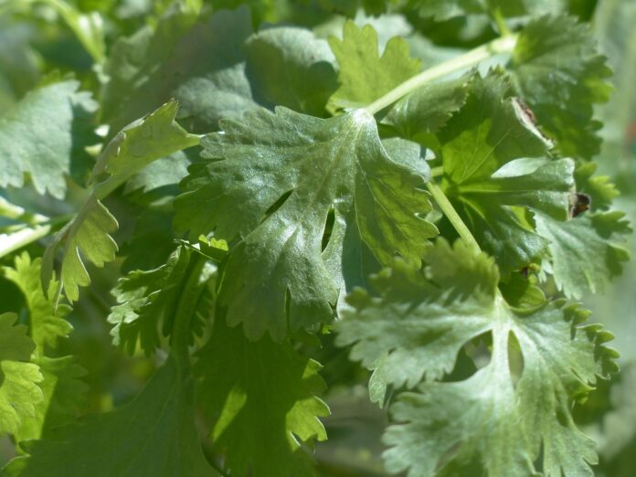 Top 10 coriander cilantro import companies in South Korea