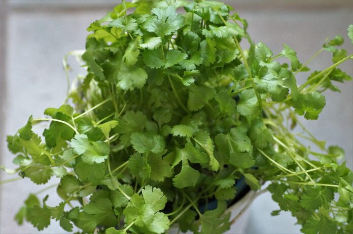 Top 10 coriander cilantro import companies in the United Kingdom