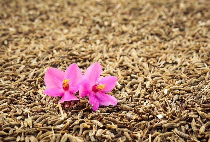 Top 10 cumin leaf brands in Morocco