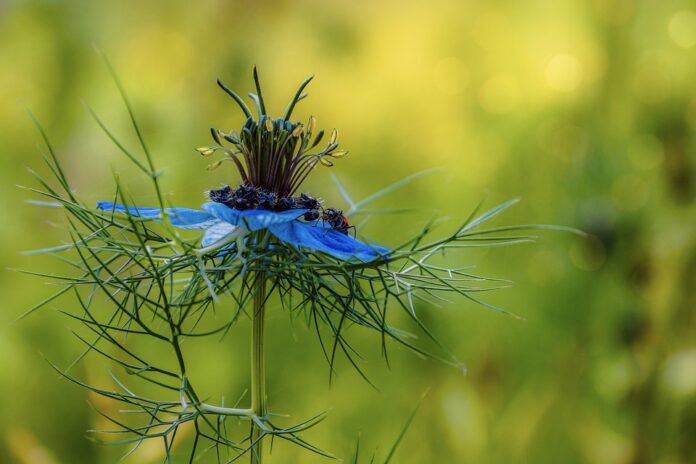 Top 10 cumin leaf export companies in China
