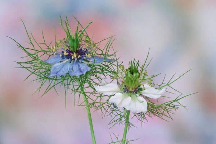 Top 10 cumin leaf import companies in South Korea