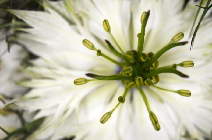 Top 10 cumin leaf import companies in the Netherlands