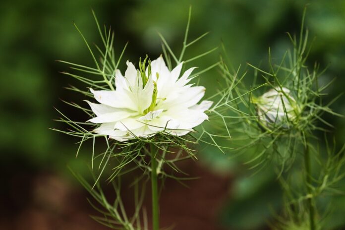 Top 10 cumin leaf import companies in the United States