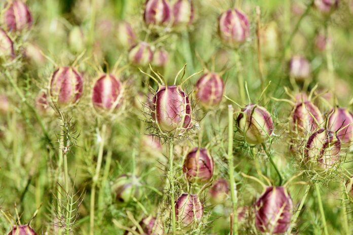 Top 10 cumin leaf producing countries in the world in 2025